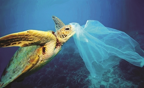 Rác thải nhựa gây hại cho nhiều loài sinh vật biển