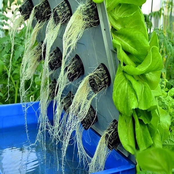 Mô hình trồng rau thủy canh đang ngày càng được ưa chuộng sử dụng