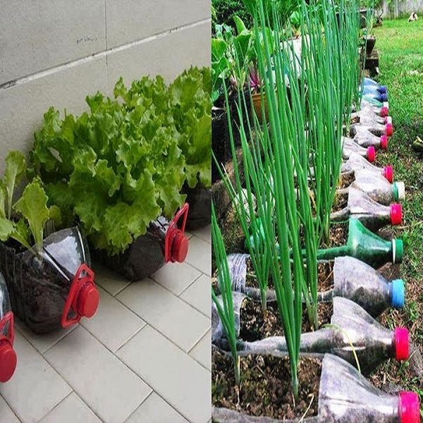 Tận dụng vỏ chai, lọ nhựa hô biến thành vườn rau sạch tại nhà