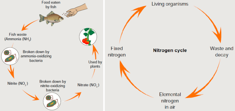 Chu trình Nito trong mô hình Aquaponics