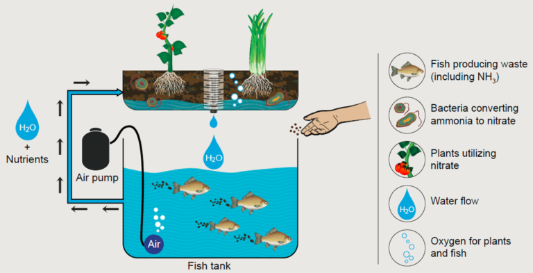 Hướng dẫn cách làm mô hình Aquaponics trồng rau nuôi cá dễ dàng đơn giản  với vật tư cực rẻ
