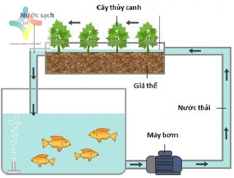 Tìm hiểu mô hình trồng rau-nuôi cá Aquaponics